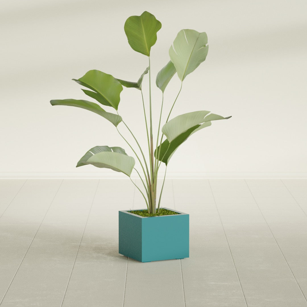 Cuba corner fiberglass planter in Satin Sea Foam, planted, in a sunlit interior