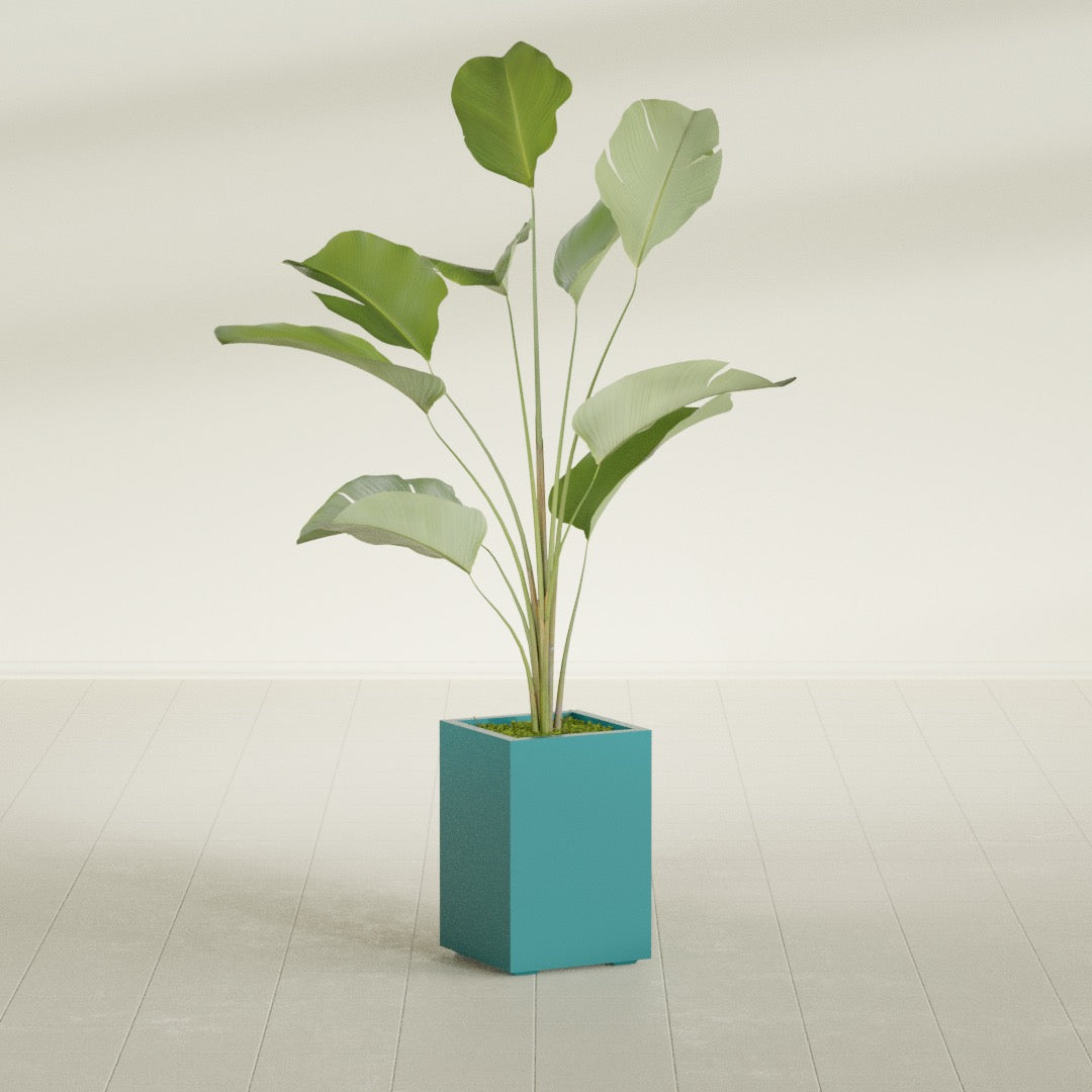 Tolga corner fiberglass planter, planted, in a sunlit interior