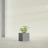 Monaco Cube fiberglass planter in Matte Gunmetal, shown planted, in a sunlit interior