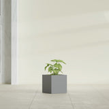 Monaco Cube fiberglass planter in Matte Gunmetal, shown planted, in a sunlit interior