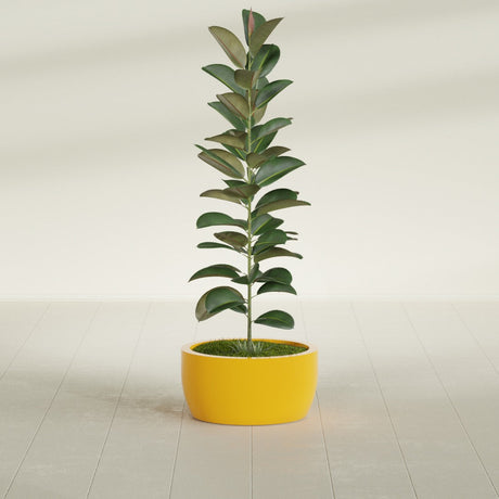 Casablanca Bowl fiberglass planter in Gloss Saffron, shown planted, in a sunlit interior