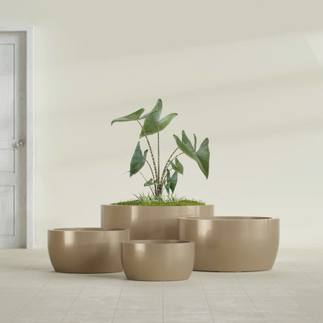 Casablanca Bowl fiberglass planter in Gloss Metallic Gold, size range, in a sunlit interior