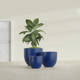 Alzira Bowl fiberglass planter in Matte Cobalt Blue, size range, in a sunlit interior