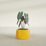 Short Hayden Bowl fiberglass planter in Gloss Saffron, shown planted, in a sunlit interior