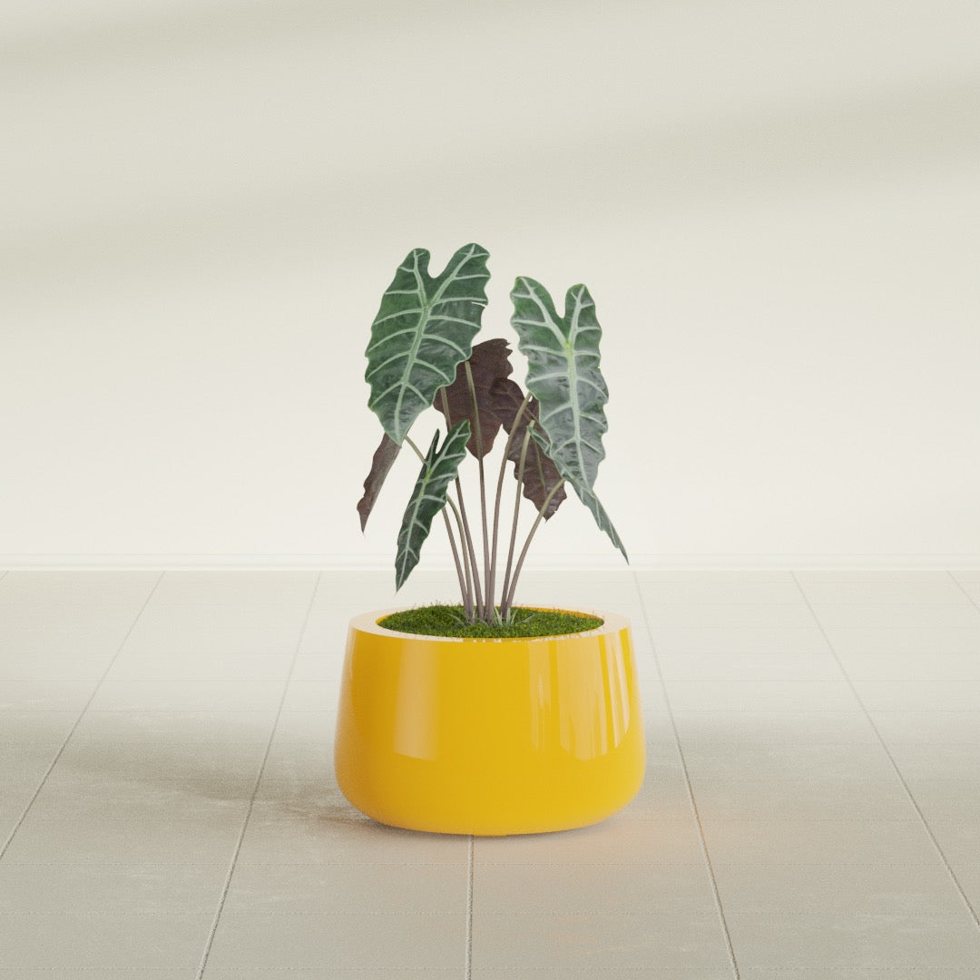 Short Hayden Bowl fiberglass planter in Gloss Saffron, shown planted, in a sunlit interior