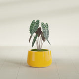 Short Hayden Bowl fiberglass planter in Gloss Saffron, shown planted, in a sunlit interior
