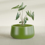 Short Hayden Bowl fiberglass planter in Satin Green, planted, in a sunlit interior