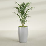 Tegel Round Tapered fiberglass planter in Metallic Silver, shown planted, in a sunlit interior