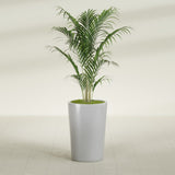 Tegel Round Tapered fiberglass planter in Metallic Silver, shown planted, in a sunlit interior