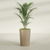 Tegel Round Tapered fiberglass planter in Gloss Metallic Gold, shown planted, in a sunlit interior