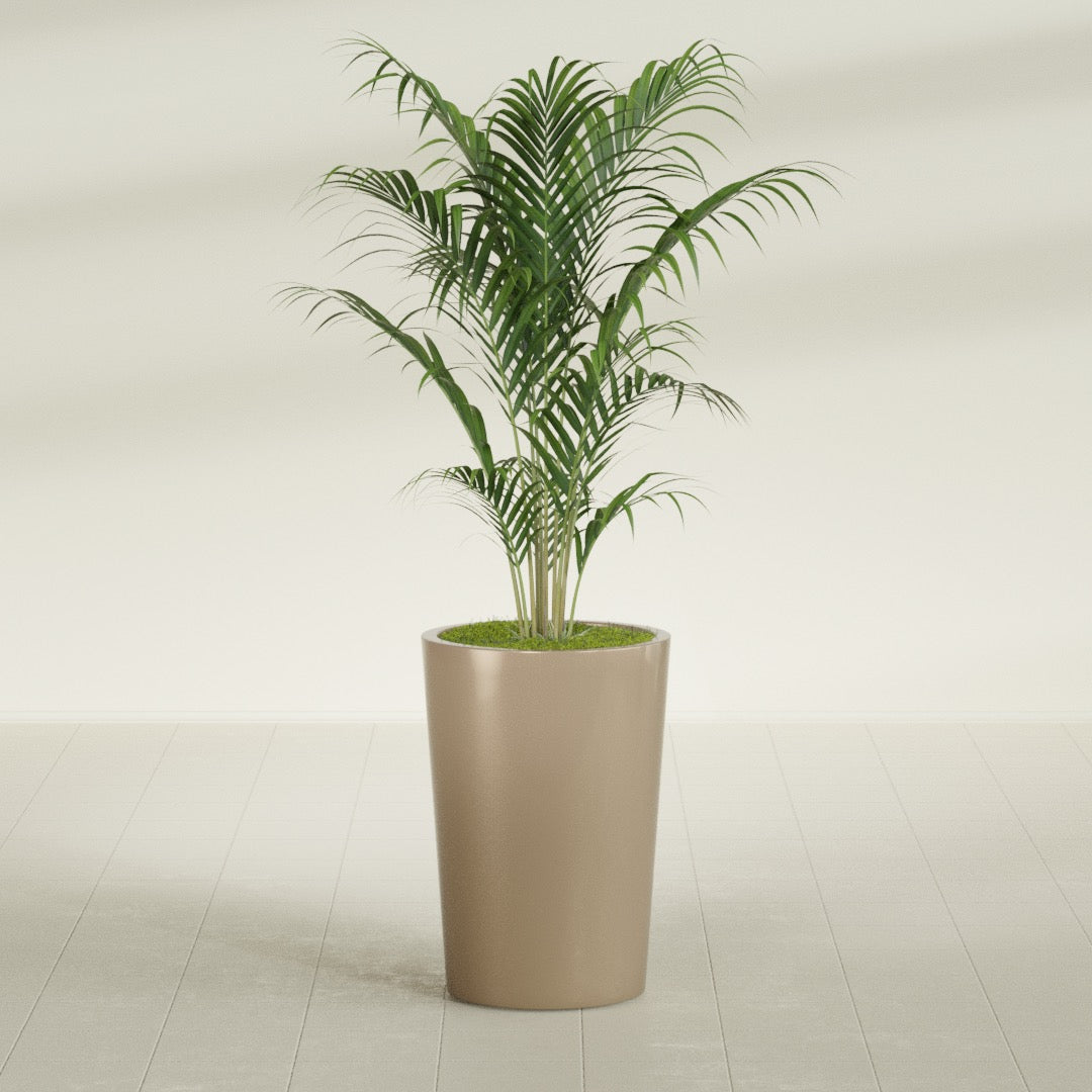 Tegel Round Tapered fiberglass planter in Gloss Metallic Gold, shown planted, in a sunlit interior