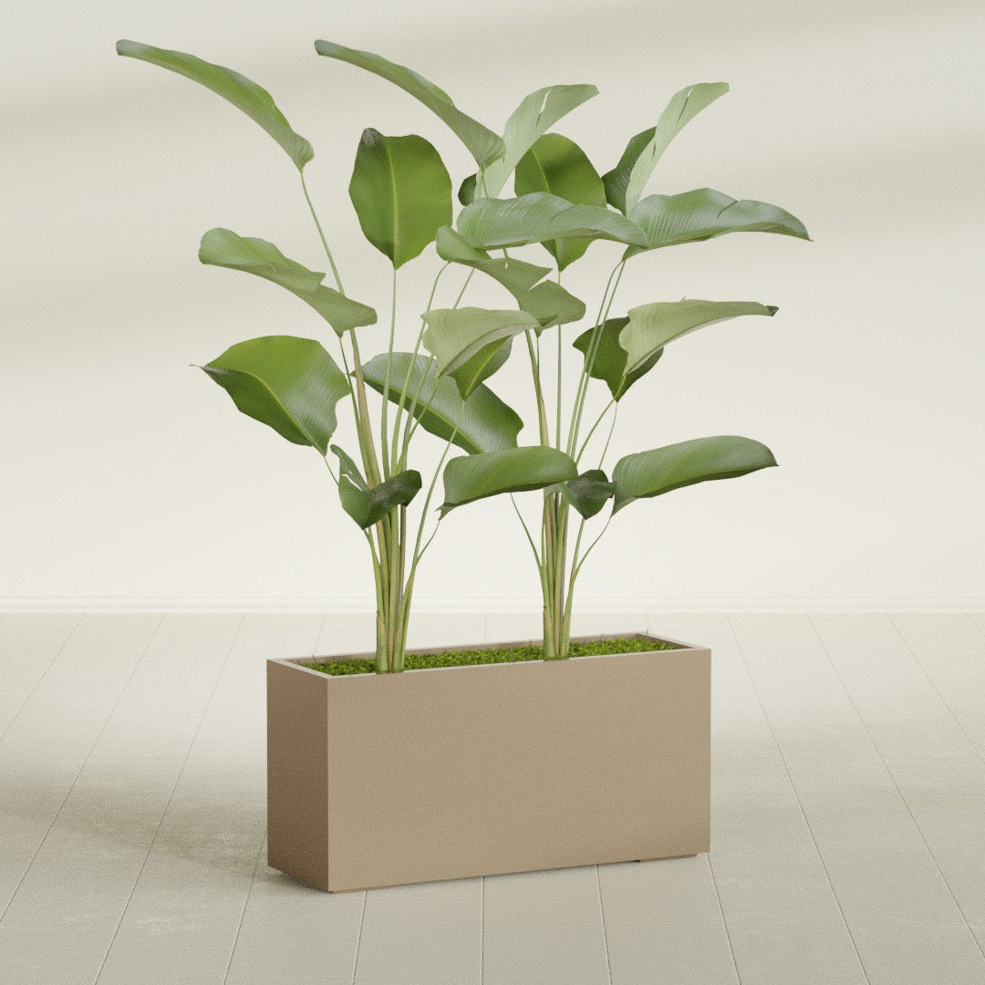 Tolga Rectangular fiberglass planter in Gloss Metallic Gold, shown planted, in a sunlit interior