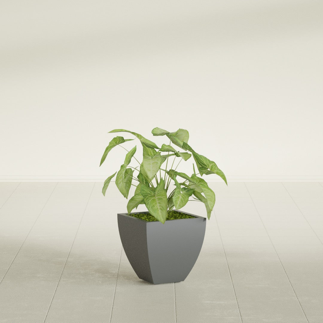 Lima Tapered Square fiberglass planter in Matte Gunmetal, shown planted, in a sunlit interior