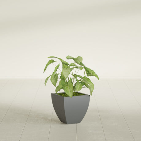 Lima Tapered Square fiberglass planter in Matte Gunmetal, shown planted, in a sunlit interior