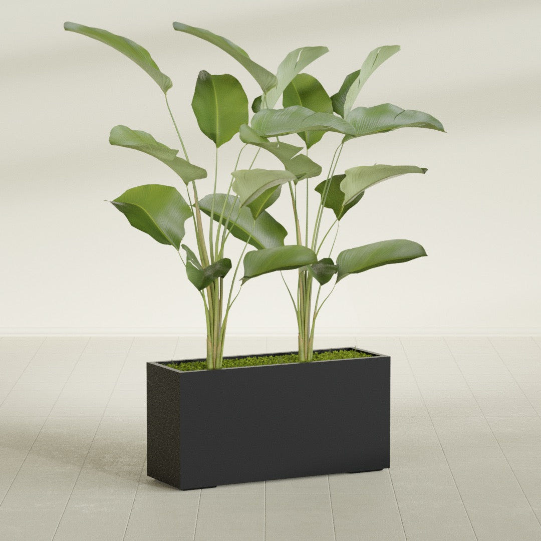 Tolga Corner fiberglass planter in Matte Black, shown planted, in a sunlit interior