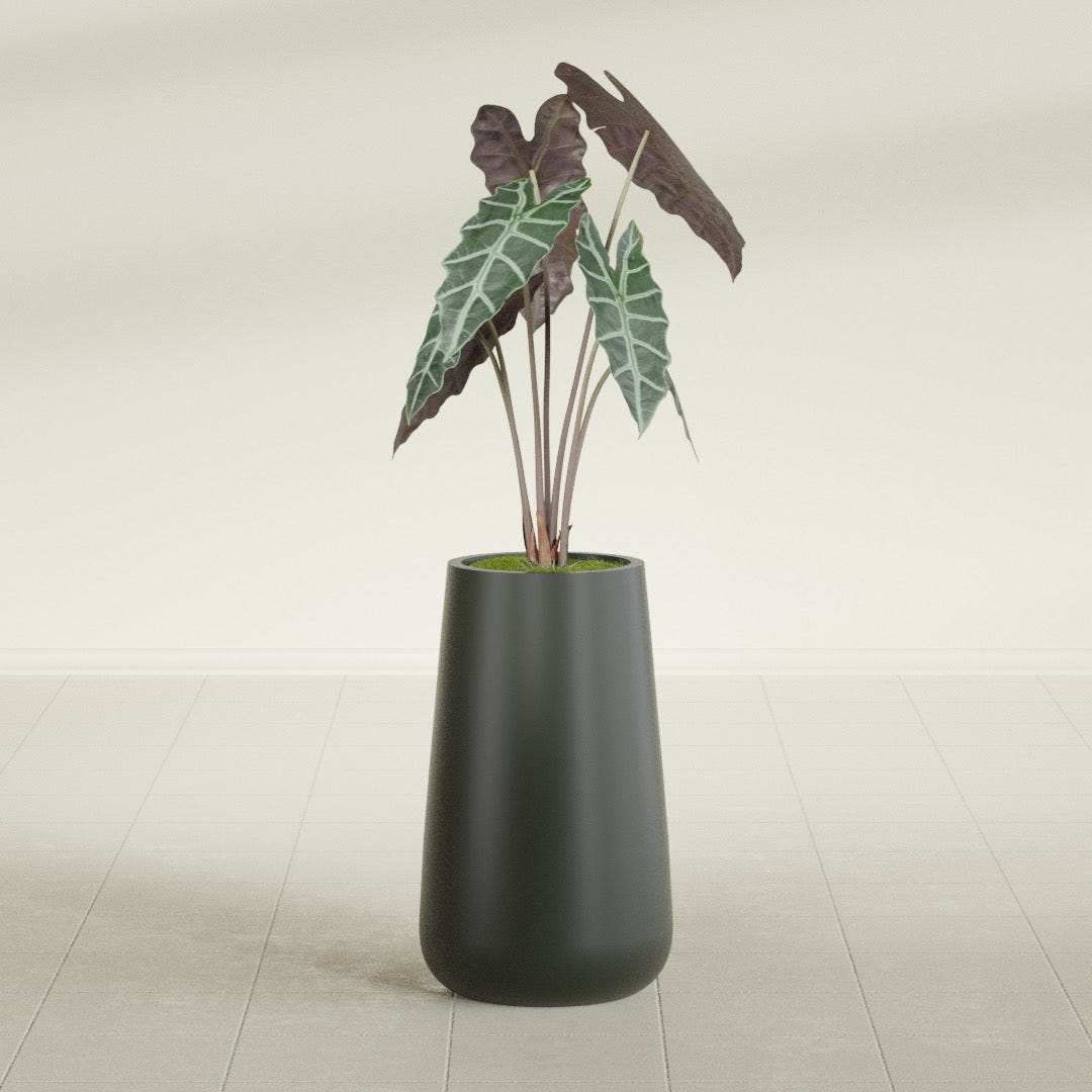 Saigon Tapered Round fiberglass planter in Matte Charcoal, shown planted, in a sunlit interior