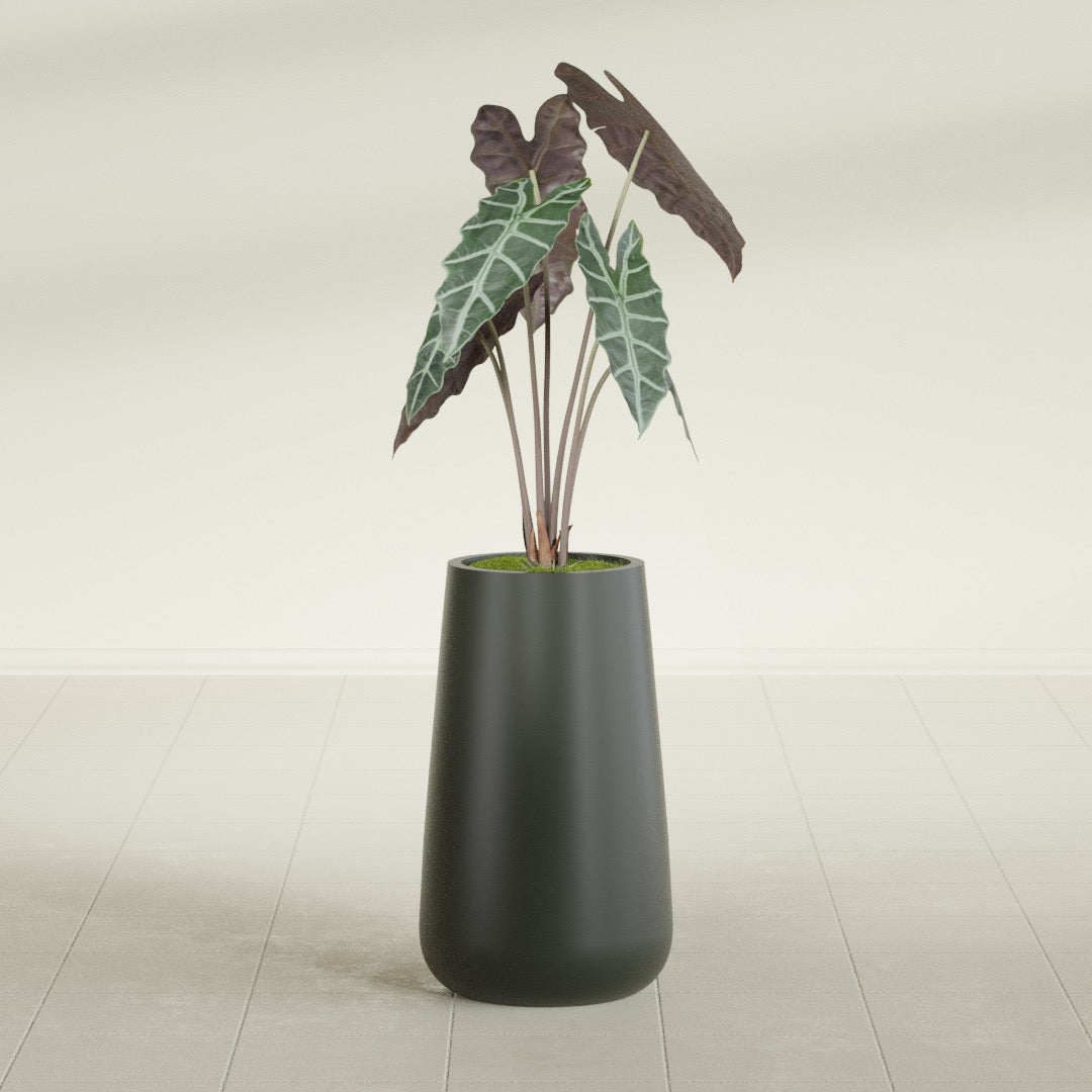 Saigon Tapered Round fiberglass planter in Matte Charcoal, shown planted, in a sunlit interior