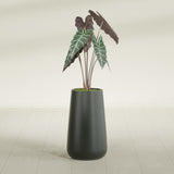 Saigon Tapered Round fiberglass planter in Matte Charcoal, shown planted, in a sunlit interior