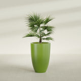 Brannan Tapered Round fiberglass planter in Satin Green, planted, in a sunlit interior