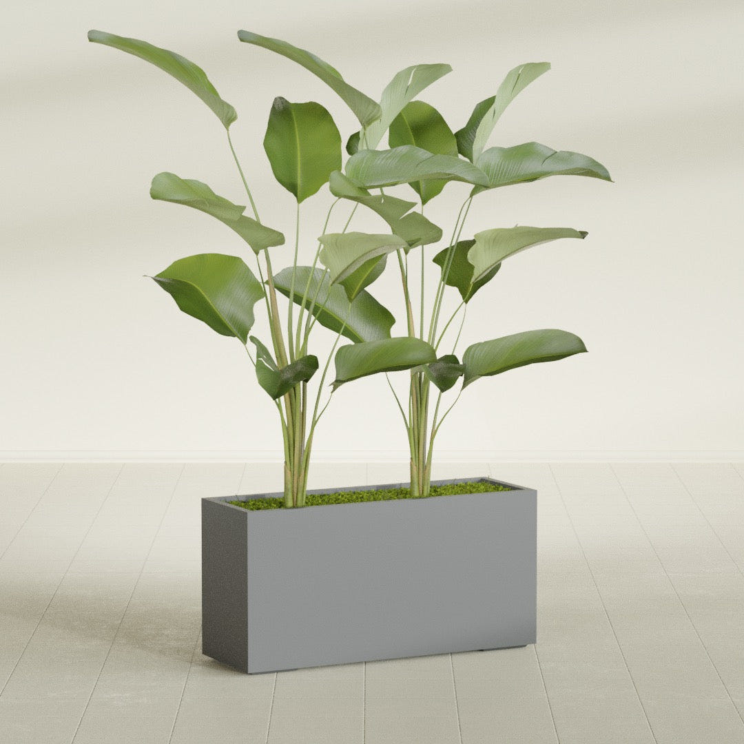 Tolga Rectangular fiberglass planter in Matte Gunmetal, shown planted, in a sunlit interior