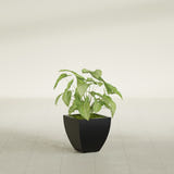Lima Tapered Square fiberglass planter in Matte Black, shown planted, in a sunlit interior