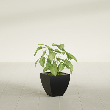 Lima Tapered Square fiberglass planter in Matte Black, shown planted, in a sunlit interior