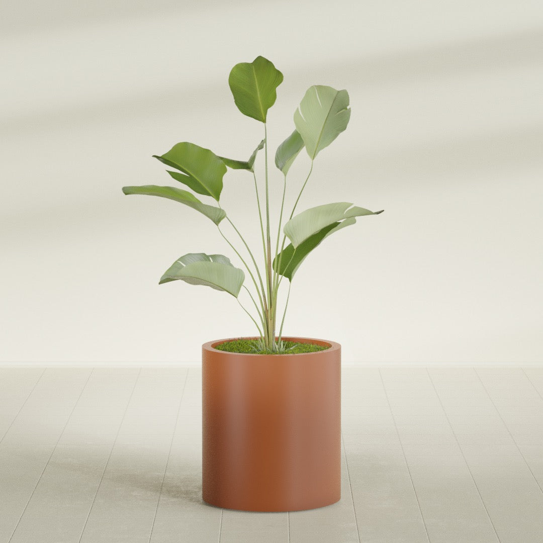 Rio Grande Cylinder fiberglass planter in Matte Terra Cotta, shown planted, in a sunlit interior