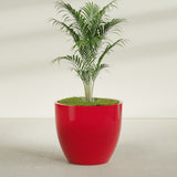 Wannsee Round fiberglass planter in Gloss Red, shown planted, in a sunlit interior