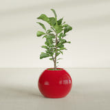 Globe fiberglass planter in Gloss Red, shown planted, in a sunlit interior