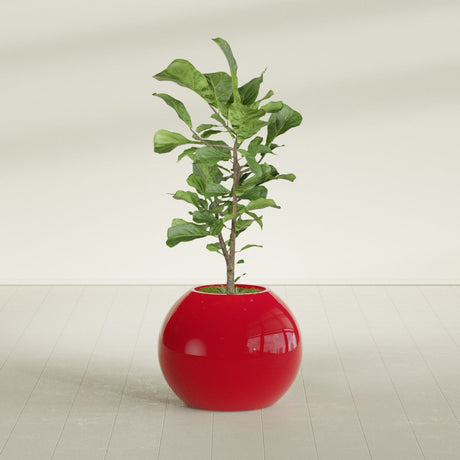 Globe fiberglass planter in Gloss Red, shown planted, in a sunlit interior