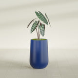 Hayden Urn fiberglass planter in Matte Cobalt Blue, shown planted, in a sunlit interior