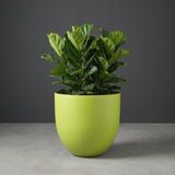 Alzira Bowl fiberglass planter in Satin Green, planted with fiddle-leaf fig, studio