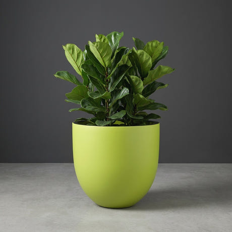 Alzira Bowl fiberglass planter in Satin Green, planted with fiddle-leaf fig, studio