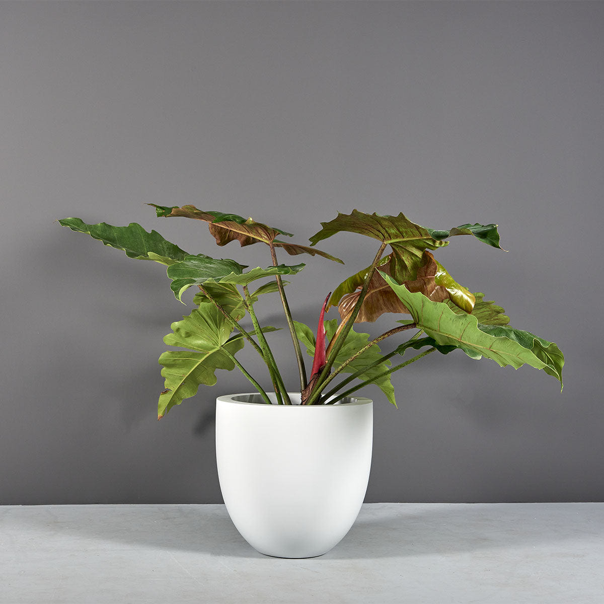 Alzira bowl fiberglass planter