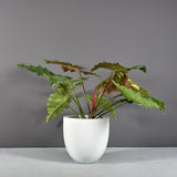 Alzira bowl fiberglass planter