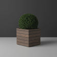 Asheville Cube fiberglass planter in Woodland, planted with clipped boxwood ball, studio
