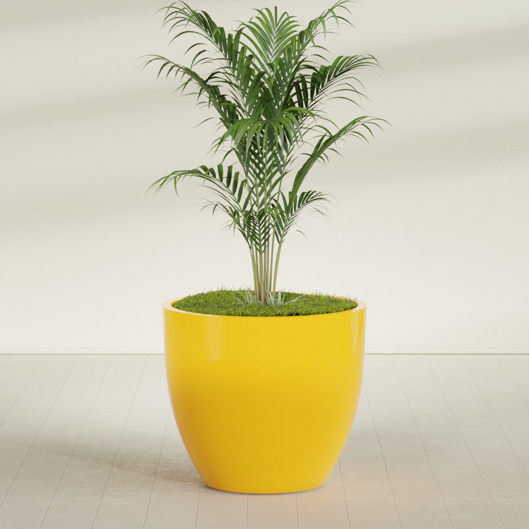 Wannsee Round fiberglass planter in Gloss Saffron, shown planted, in a sunlit interior