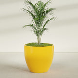Wannsee Round fiberglass planter in Gloss Saffron, shown planted, in a sunlit interior
