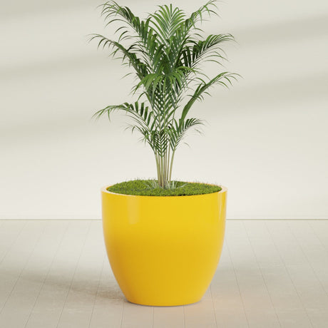 Wannsee Round fiberglass planter in Gloss Saffron, shown planted, in a sunlit interior