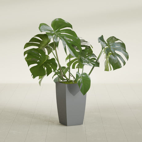 Toulan Tapered Square fiberglass planter in Matte Gunmetal, shown planted, in a sunlit interior