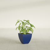 Lima Tapered Square fiberglass planter in Matte Cobalt Blue, shown planted, in a sunlit interior