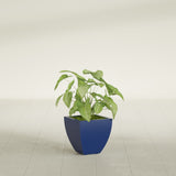 Lima Tapered Square fiberglass planter in Matte Cobalt Blue, shown planted, in a sunlit interior
