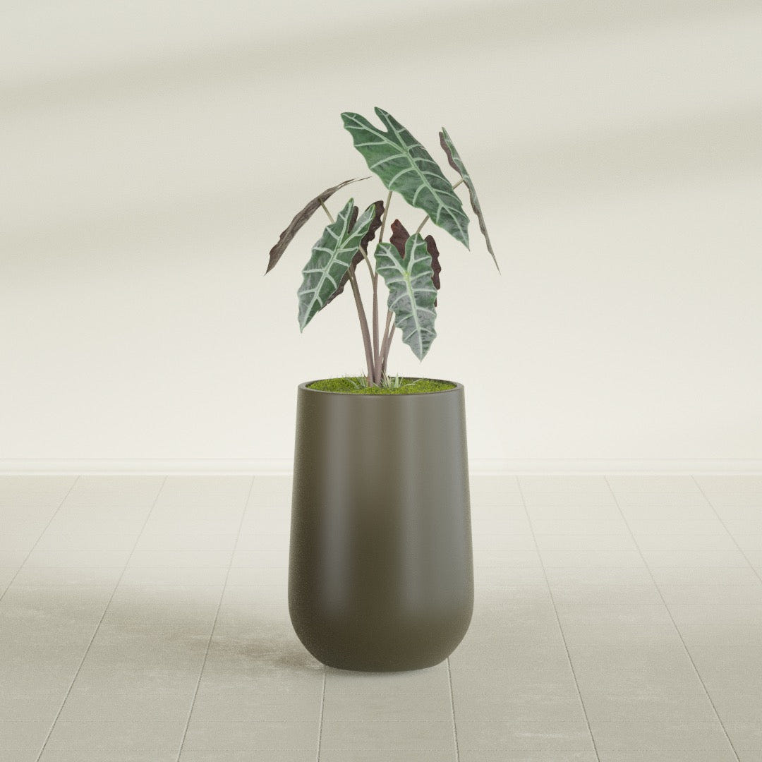Hayden Urn fiberglass planter in Matte Bronze, shown planted, in a sunlit interior