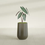 Hayden Urn fiberglass planter in Matte Bronze, shown planted, in a sunlit interior