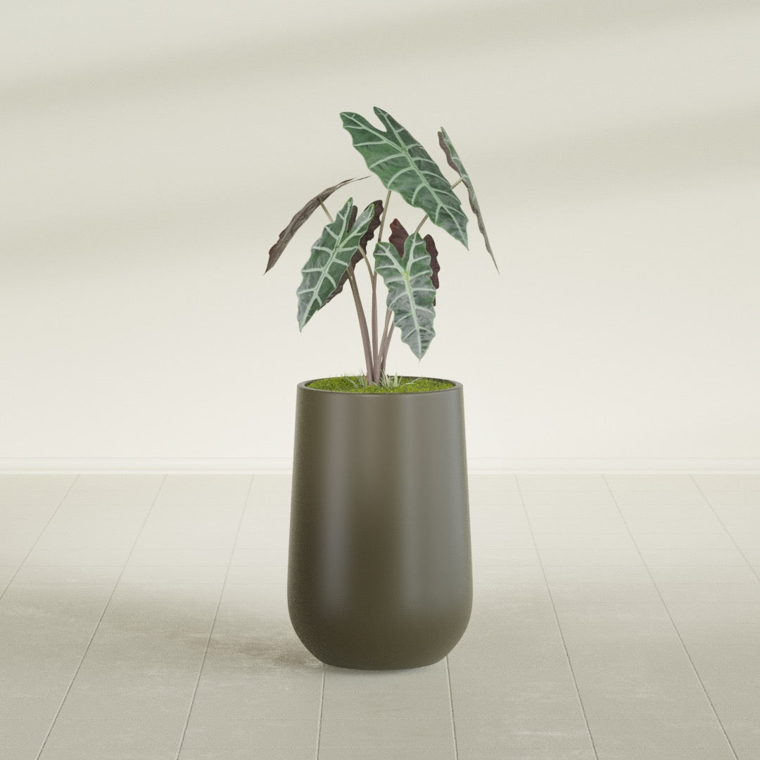 Hayden Urn fiberglass planter in Matte Bronze, shown planted, in a sunlit interior