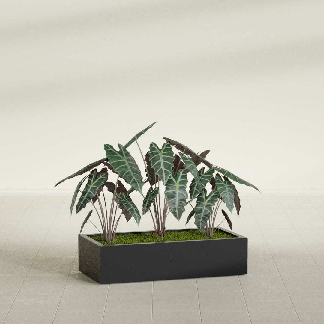Antwerp Rectangular fiberglass planter in Matte Black, shown planted, in a sunlit interior