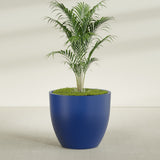 Wannsee Round fiberglass planter in Matte Cobalt Blue, shown planted, in a sunlit interior