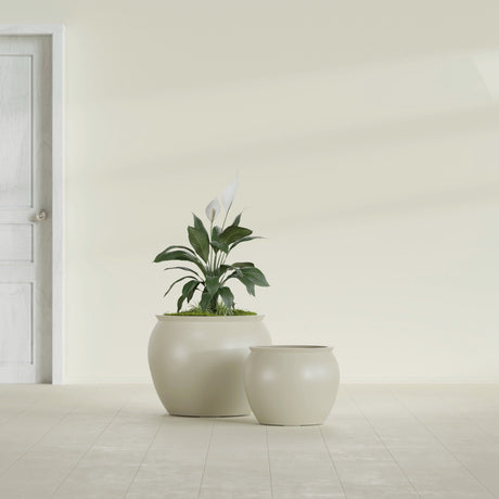 Shanghai Fishbowl fiberglass planter in Satin Beige, size range, in a sunlit interior