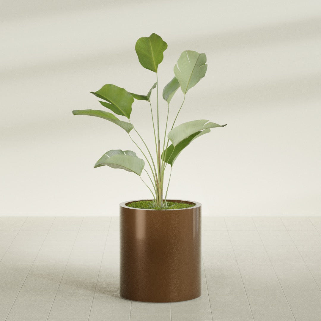Rio Grande Cylinder fiberglass planter in Metallic Bronze, shown planted, in a sunlit interior