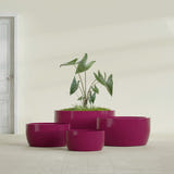 Casablanca Bowl fiberglass planter in Gloss Eggplant, size range, in a sunlit interior